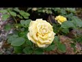 The yellow rose flowers are back to bloom || Happy gardening