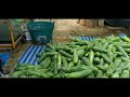Papaya plantation | Thailand modern agriculture technology | # Review_It