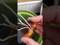 Avocado Pit (Sprouting Roots) Potting in Soil..