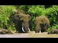 4K Animal Wildlife: Amazing Animal Behaviours Caught on Spy Camera - Relaxing Discovery