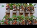 Turn pallets into extremely productive strawberry gardens. Large, sweet fruits, very good for health