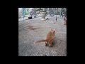 😘🐕 Best Cats Videos 🤣🐱 Funny Animal Videos 2024 # 17