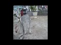 😹😻 Funniest Dogs and Cats 🤣😹 Funny And Cute Animal Videos 2024 # 24