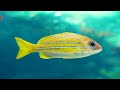 THE BEST 4K AQUARIUM [60FPS] - Full Documentary - Beautiful Coral Reef Fish Video - Stress Relief