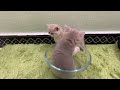 😂The kittens all want to sleep in the bowl. The kittens are so cute. Cute animal video #kittens