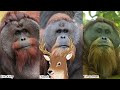 What Exactly is: Orangutan | The Scholars Among Great Apes