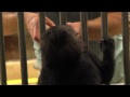 Gorillafication Week 14 Baby Gorilla Gladys - Cincinnati Zoo