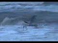 Steve Dailey surfing Ormond beach with gouging terror