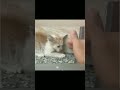 selamatkan kitten sekarat