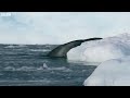 Tiny Penguin Makes a Deadly Dash From Giant Leopard Seal | Seven Worlds, One Planet | BBC Earth