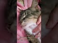 Affectionate and beautiful cat will make your heart melt