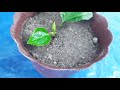 Grow Hibiscus From Leaf - New Method