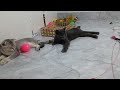 So Funny! Funniest Cats and Dogs 2024😽🐶New Funny Animals 2024😻🐈