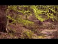 Calm and Peaceful Piano Music - River through the Forest