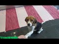 Beagle Boris 3 Months