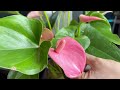 Aquatic anthurium care tips to have beautiful flamingos in the house