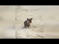 Cats & Dogs Trying To Be Cute & Funny | #8 | May | Funny | Comedy |