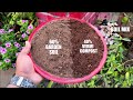 Top 10 Easy To Grow Herbs For Beginners | SEED TO HARVEST