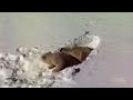 Polar Bear | Amazing Animals