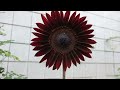 Moulin Rouge Sunflower || Unique Sunflower || Stunning Flower || Happy Gardening