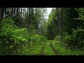 BirdSong in the Emerald Forest  - 4K Birdsong in the Summer Forest
