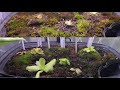 Pinguicula collection