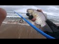 Double Carolina Rig for Barred Surf Perch Fishing