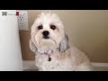 😂 Funny Guilty Dogs 🐶 Compilation