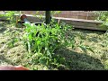 How to Use Aspirin to Prevent Pests & Disease on Tomatoes - Recipe & Routine: Two Minute TRG Tips