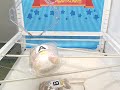 Toreba Win #30 - Angel Chairokoguma~