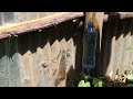Simple  And Quick Drip Irrigation System for Growing  Cucumber,Tomatoes and other vegetables