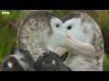 Male albatrosses pair for life | Frozen Planet II | BBC Earth