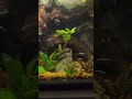 40gln Planted tank