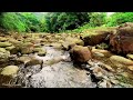 Beautiful Sound of Flowing Water, pleasant sound of Forest, Relaxing Sound of Forest
