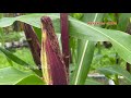 How to Grow WAXY CORN SUPREME from Seeds || Sweet red corn