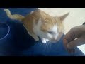 【2373日目】カーペットで撫でてにゃ～な猫【かわいい・面白い】～The growth record of my cute cat, Nike day 2373