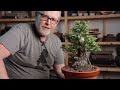 Bonsaify | This IS the KEY to Redwood Bonsai!