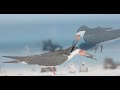 Black Skimmer Chick Feeding