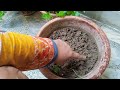 How to Grow Bushy and Healthy Money Plant by Soil Layering and Seedling Style method#Pothos