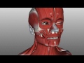 Muscles of Facial Expression - Anatomy Tutorial PART 1