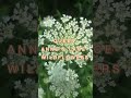 QUEEN ANNE’S LACE II BRONZE LEAF RED BEGONIA II MIXED VIDEOS🪷