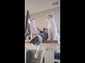 Cute Kittens Dancing 😚😍🥰