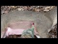 Georgia 8-Point Buck - Goes 20 yards, falls in sight!