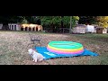 Dog who guarding his pool