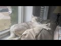 Cute Cat Nap time 💤 | Coco The Cutest Cat