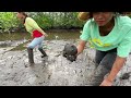 Fishing Skills - Amazing Catching Giant Mud Crabs at The Sea Swamp  after Water Low Tide