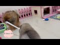 Watching a Puppy Grow | The first 60 days | Newborn Pomeranian Puppy