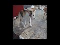 😘🙀 Best Cats and Dogs Videos 🐈😂 Funny Animal Moments # 23