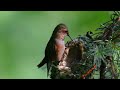 Rufous Humming Feeding her chick