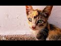 Cute Kittens For Cat Lovers That You Can't Resist Watch On Street